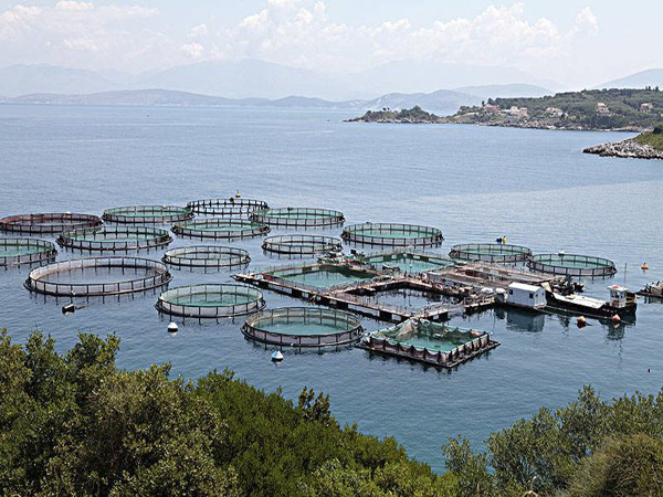 新的研究顯示：暴露在噪音污染下的魚可能會(huì)提早死亡